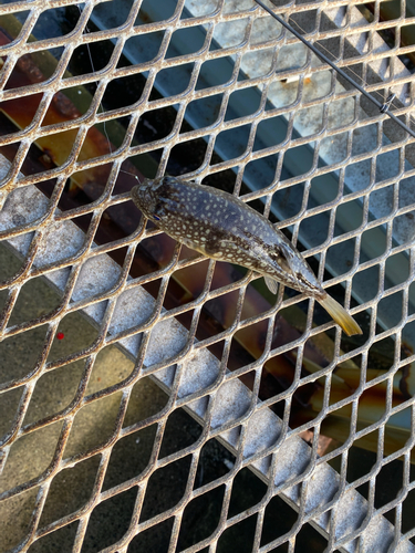 ウミタナゴの釣果