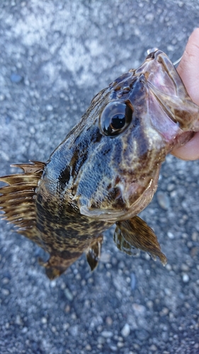 タケノコメバルの釣果