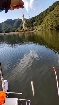 ワカサギの釣果