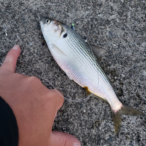 コノシロの釣果