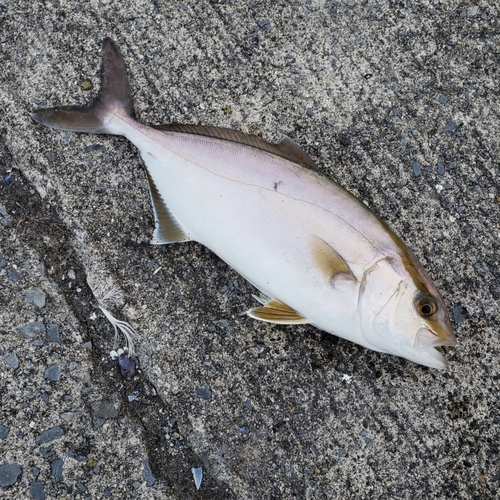 ショゴの釣果