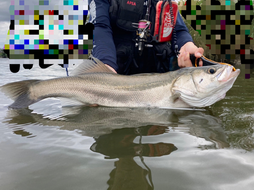 スズキの釣果