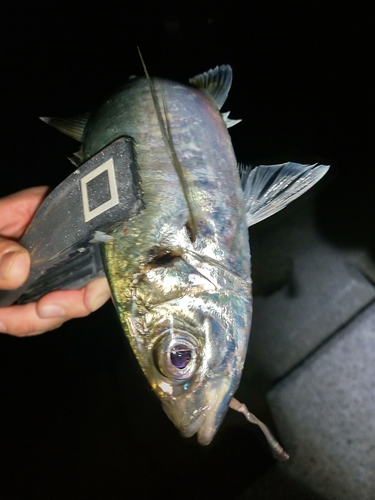 マアジの釣果