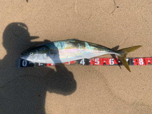 ハマチの釣果