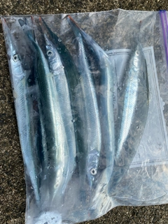 サヨリの釣果