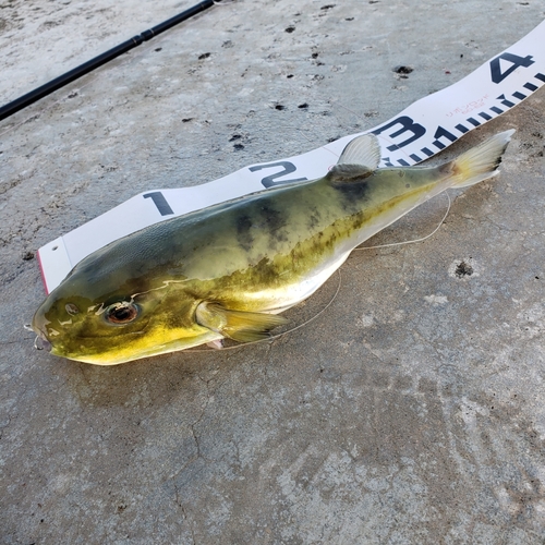 シロサバフグの釣果