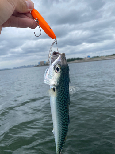 サバの釣果