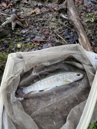 イワナの釣果