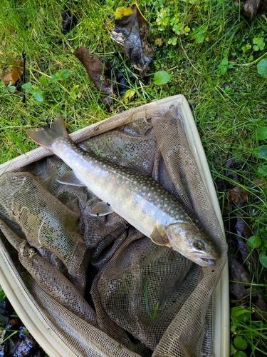 イワナの釣果