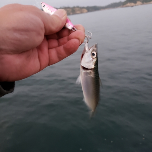 サバの釣果