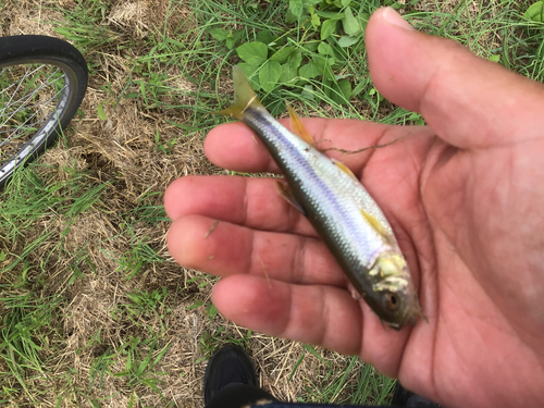 カワムツの釣果