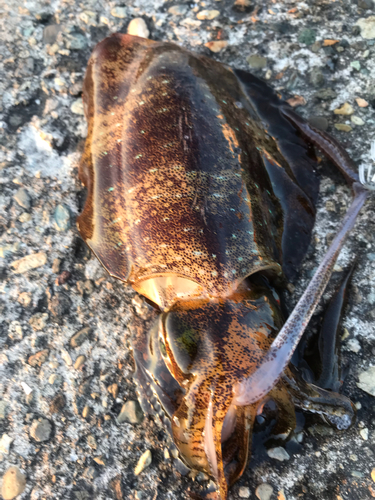 アオリイカの釣果