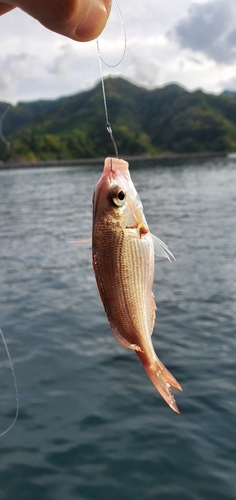 チダイの釣果