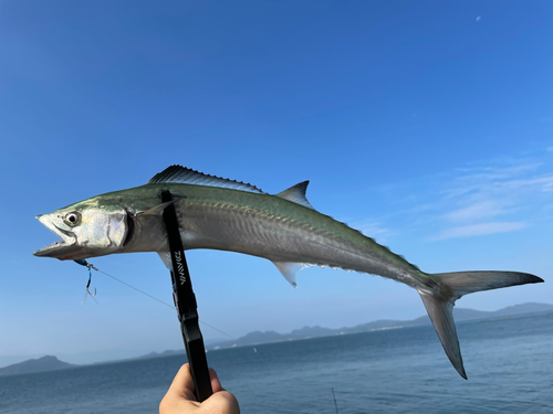 サゴシの釣果