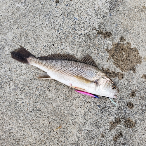 イシモチの釣果