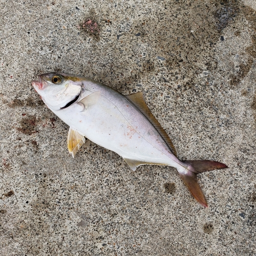 ショゴの釣果