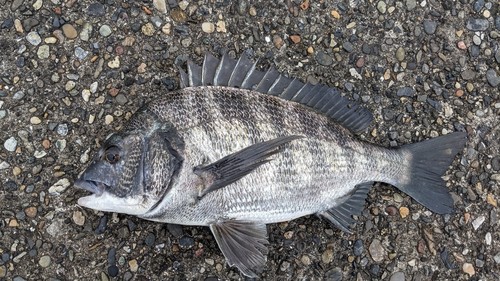 クロダイの釣果