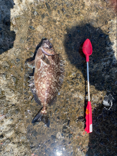 アイゴの釣果