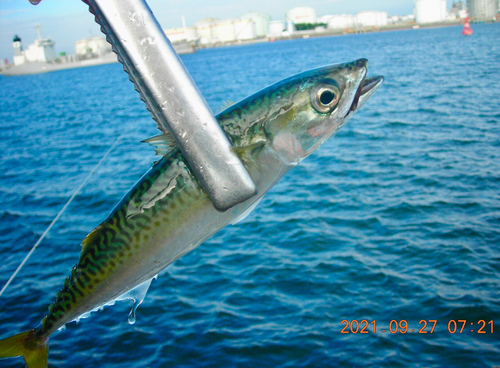 サバの釣果