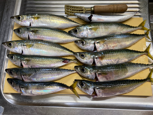 サバの釣果