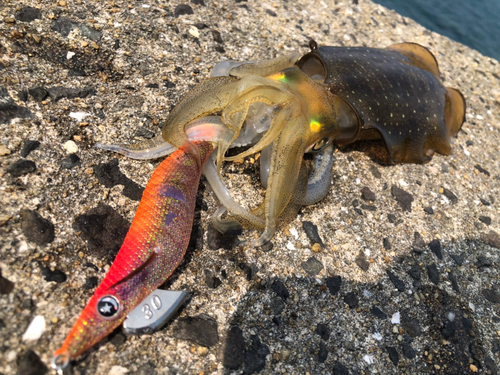 アオリイカの釣果