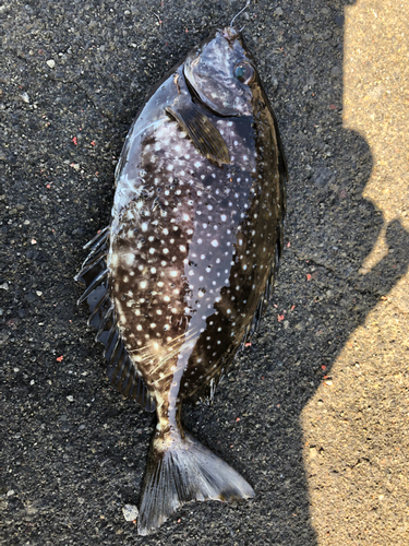 アイゴの釣果