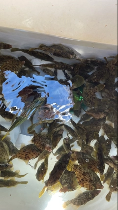 カワハギの釣果