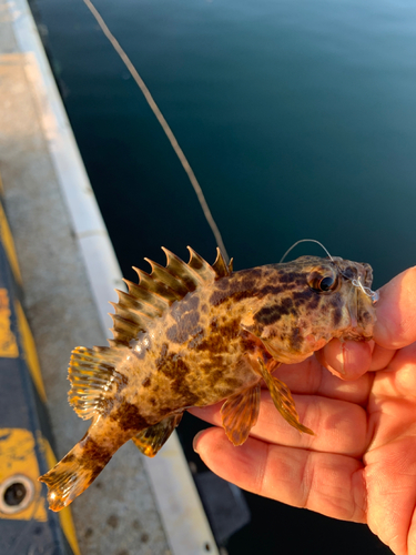 タケノコメバルの釣果