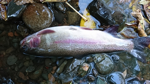 ニジマスの釣果