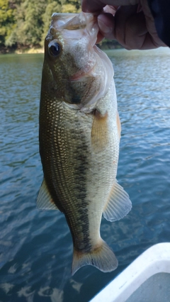 ラージマウスバスの釣果