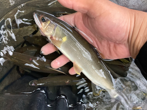 アユの釣果