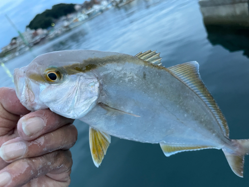 シオの釣果