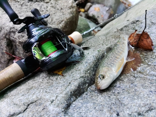 イワナの釣果