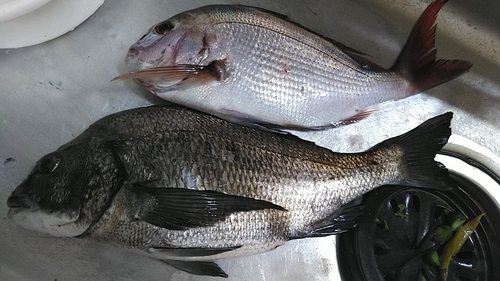 クロダイの釣果