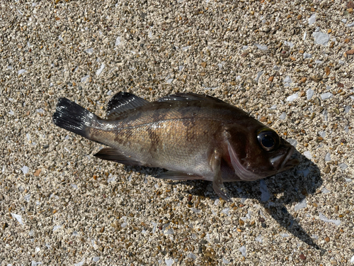 シロメバルの釣果