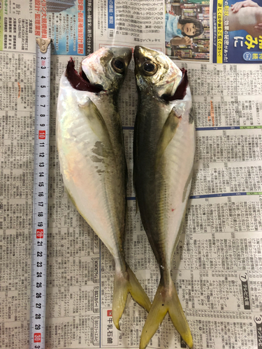 ヒラアジの釣果