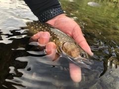 イワナの釣果