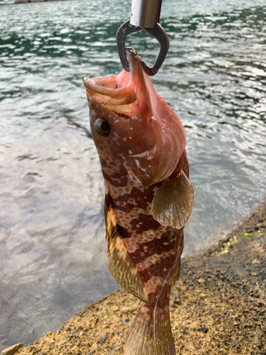 キジハタの釣果