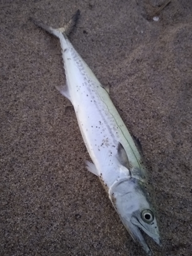 サゴシの釣果