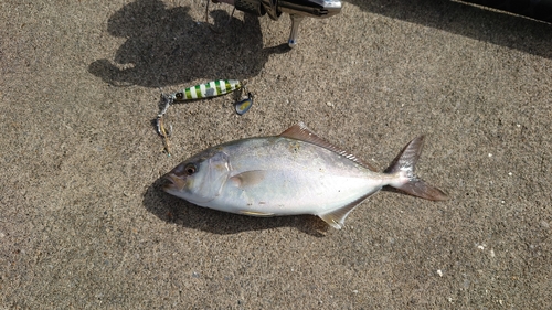 ショッコの釣果