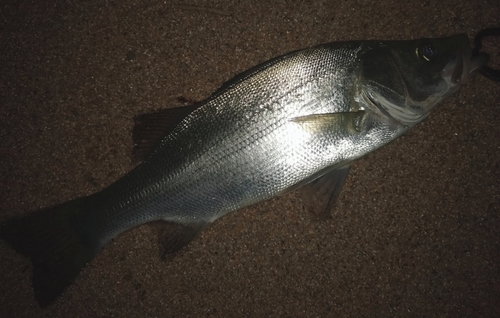 セイゴ（ヒラスズキ）の釣果