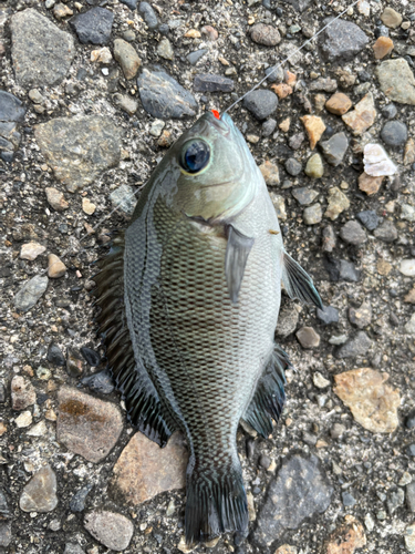 メジナの釣果