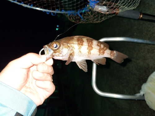 メバルの釣果