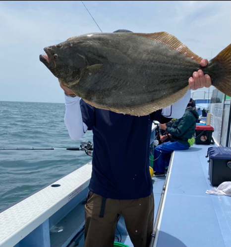 ヒラメの釣果