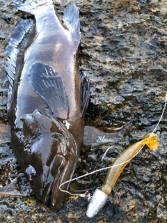 ヤミハタの釣果