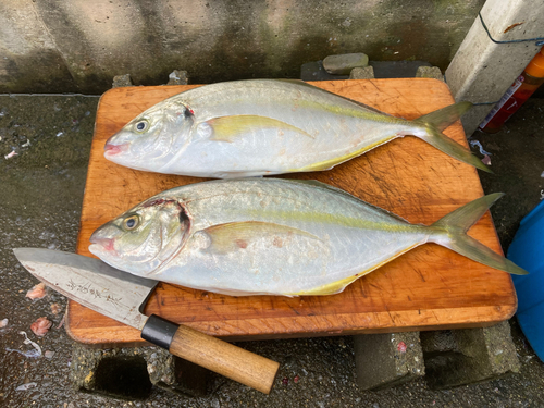 シマアジの釣果