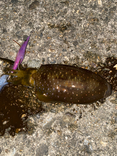 アオリイカの釣果