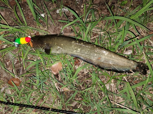 ナマズの釣果