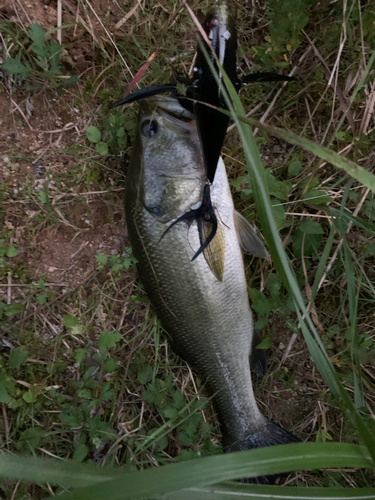 ブラックバスの釣果