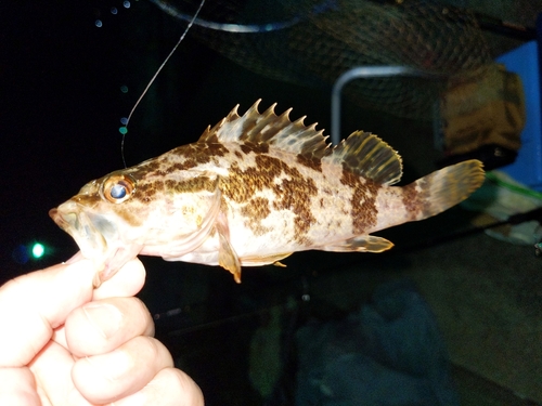 タケノコメバルの釣果